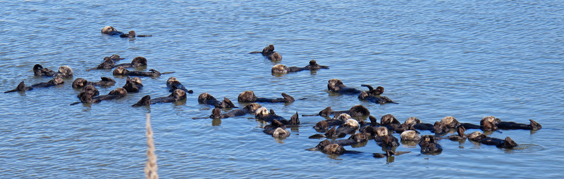 Illustration for article titled You Otter Know, It's Sea Otter Awareness Week!